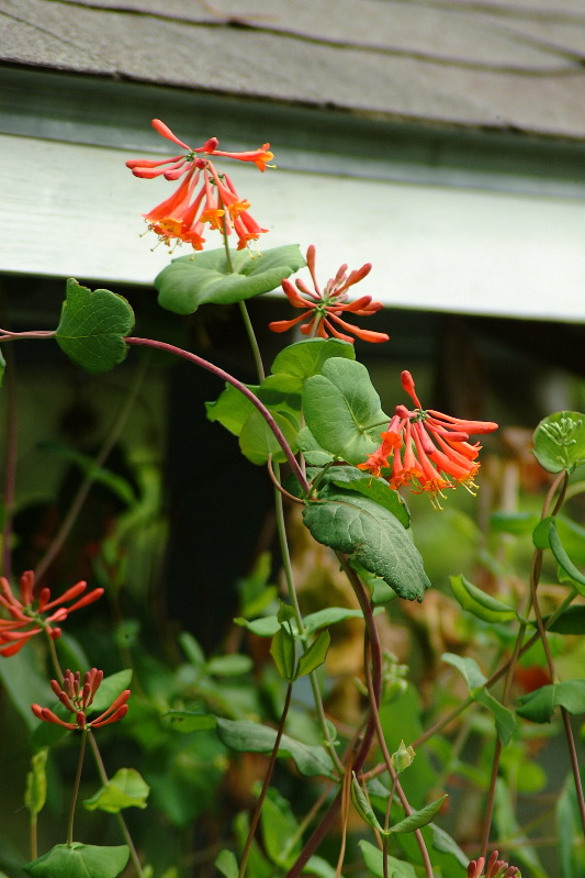 DSCF1645.JPG