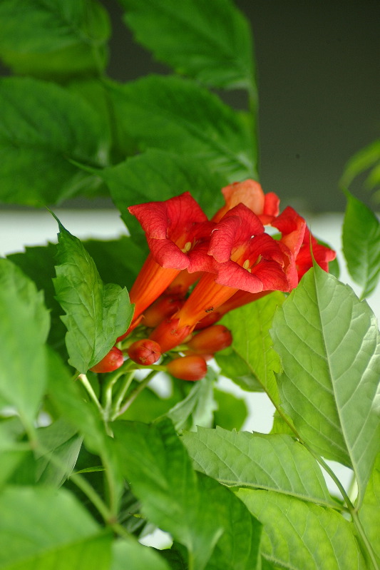 DSCF1644.JPG