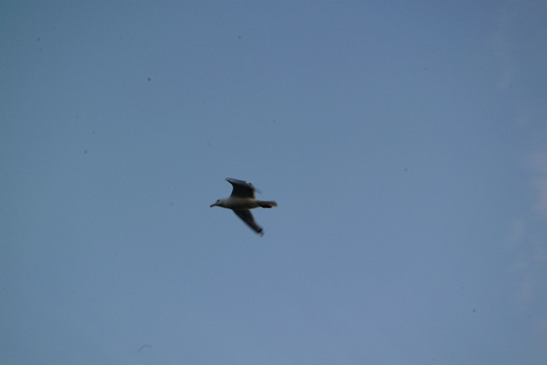 DSCF1718.JPG