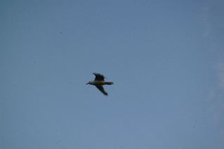 DSCF1718.JPG